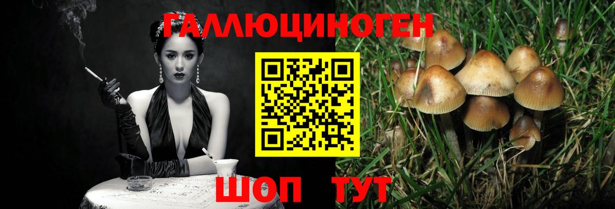 Галлюциногенные грибы Cubensis  где можно купить наркотик  Малгобек  Вход с VPN 